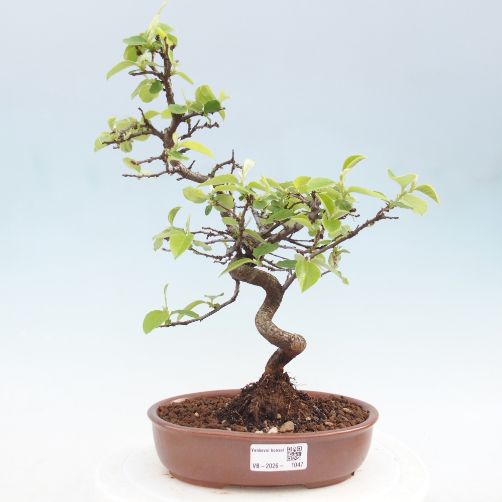 Venkovní  bonsai -  Chaneomeles chinensis - Kdoulovec čínsky