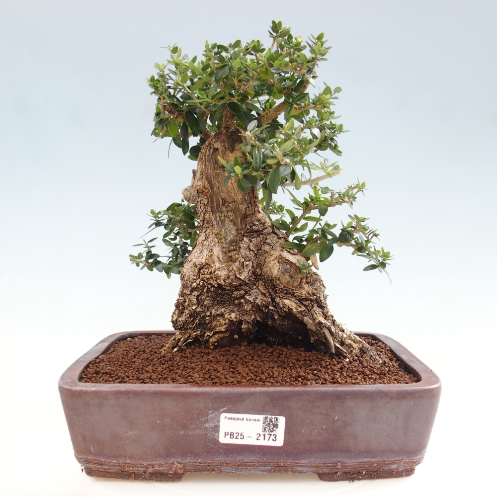 Pokojová bonsai - Olea europaea sylvestris -Oliva evropská drobnolistá