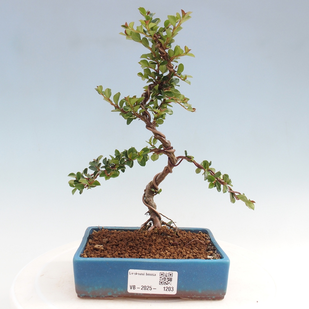 Venkovní bonsai-Cotoneaster horizontalis - Skalník
