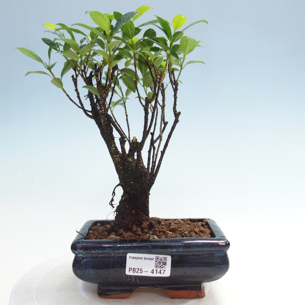 Pokojová bonsai - Ficus retusa -  malolistý fíkus