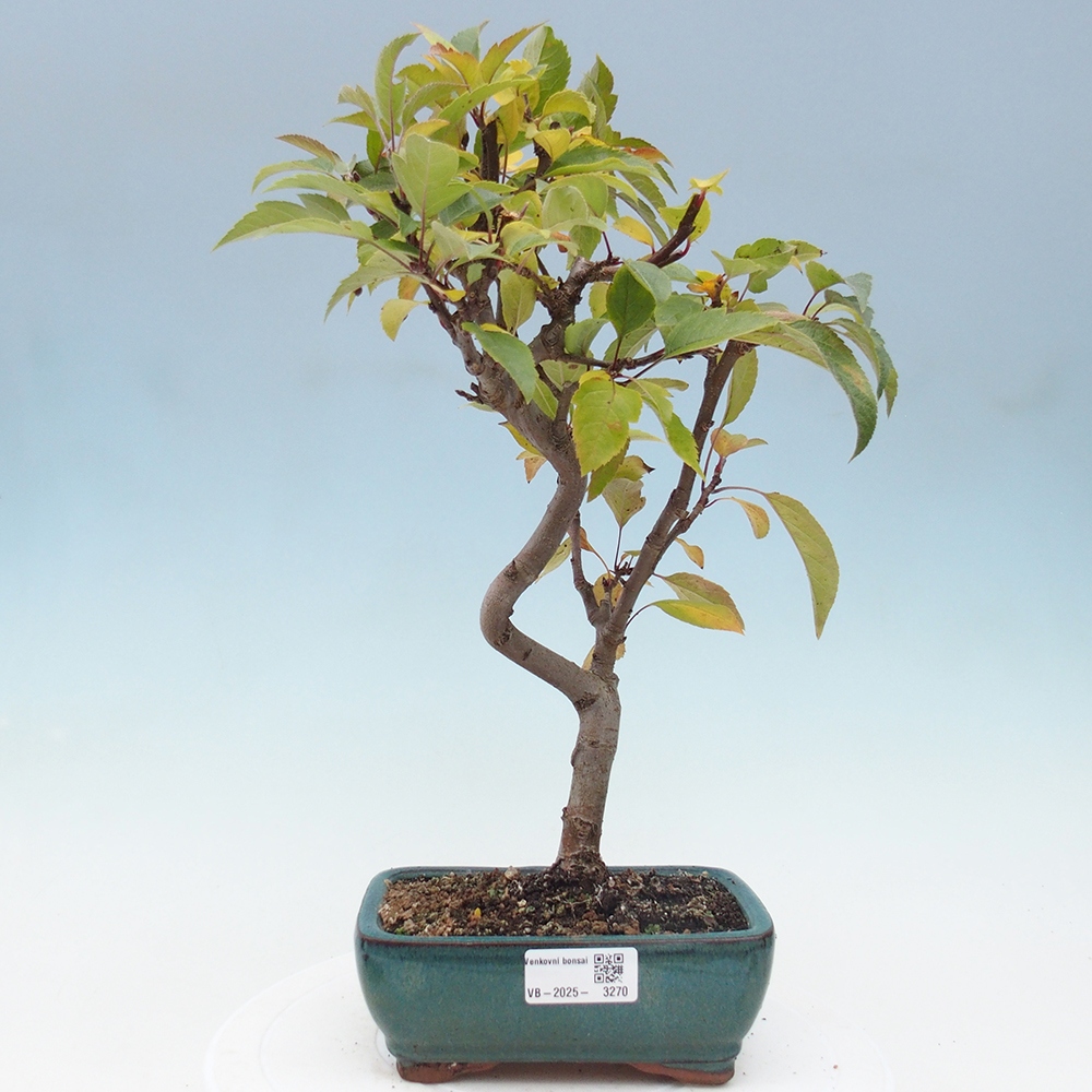 Venkovní bonsai -Malus halliana - Maloplodá jabloň