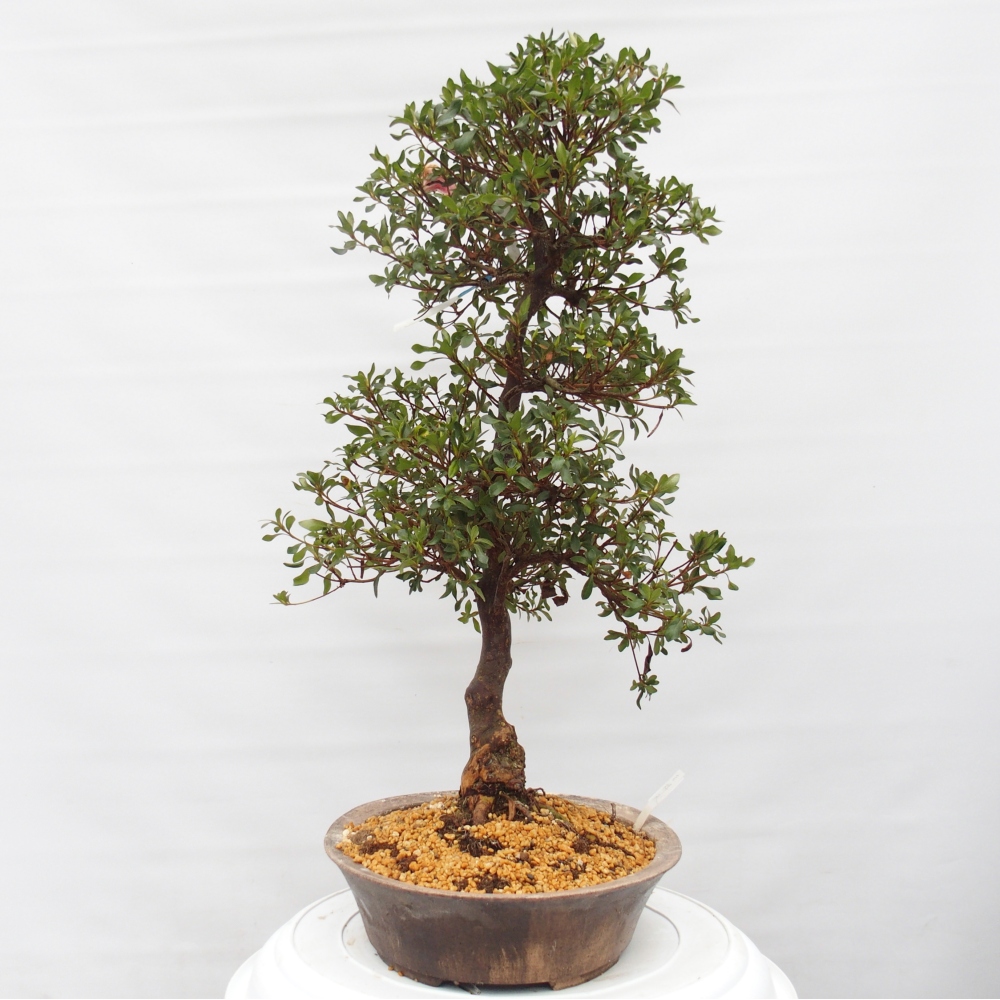 Venkovní bonsai - Japonská azalka - Azalea Kisshoten
