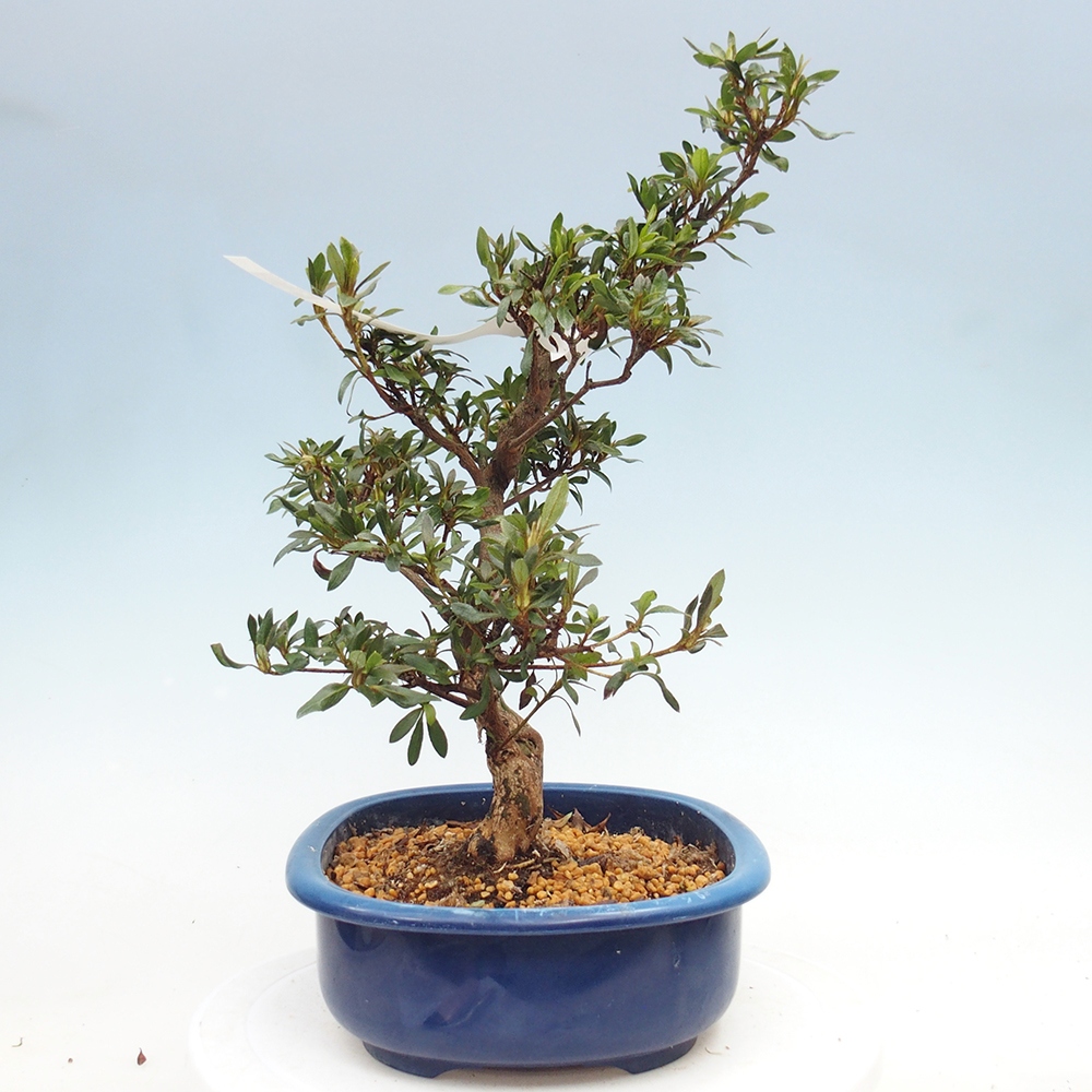 Venkovní bonsai - Japonská azalka - Azalea CHIHIRO