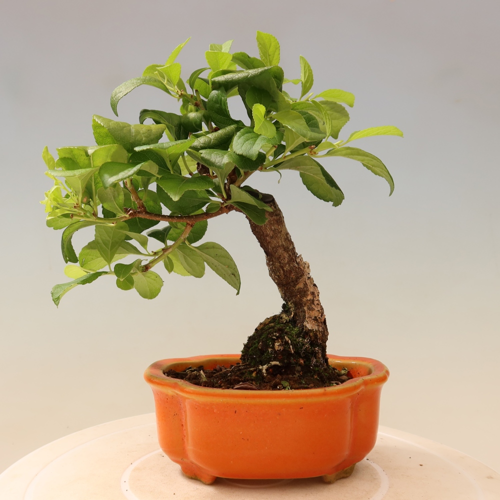 Venkovní bonsai - Celastrus  orbiculatus - Jesenec okrouhlolistý