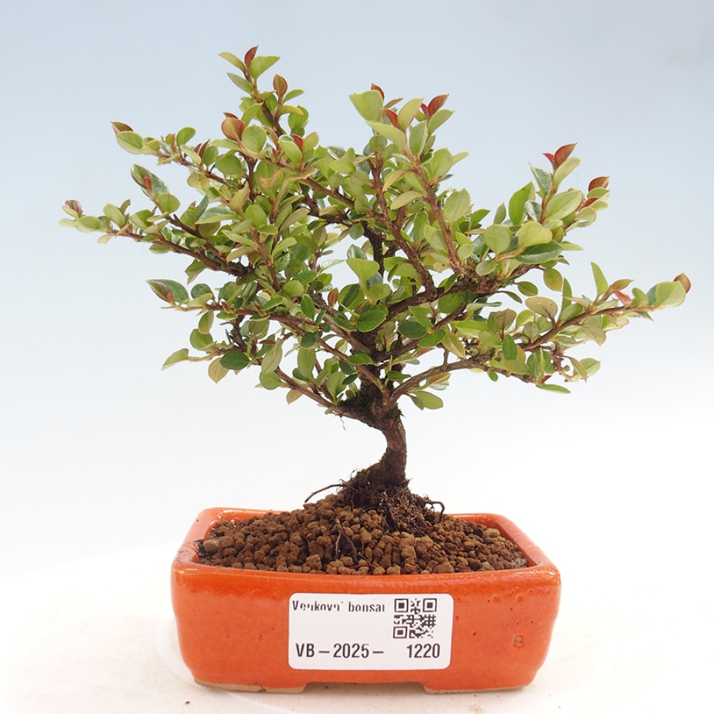 Venkovní bonsai - Cotoneaster horizontalis - Skalník