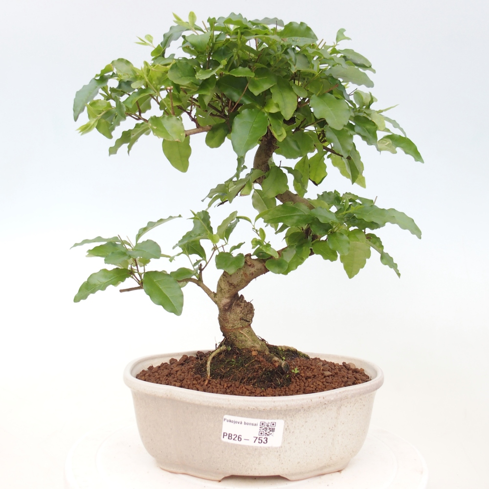 Pokojová bonsai -Ligustrum chinensis - Ptačí zob