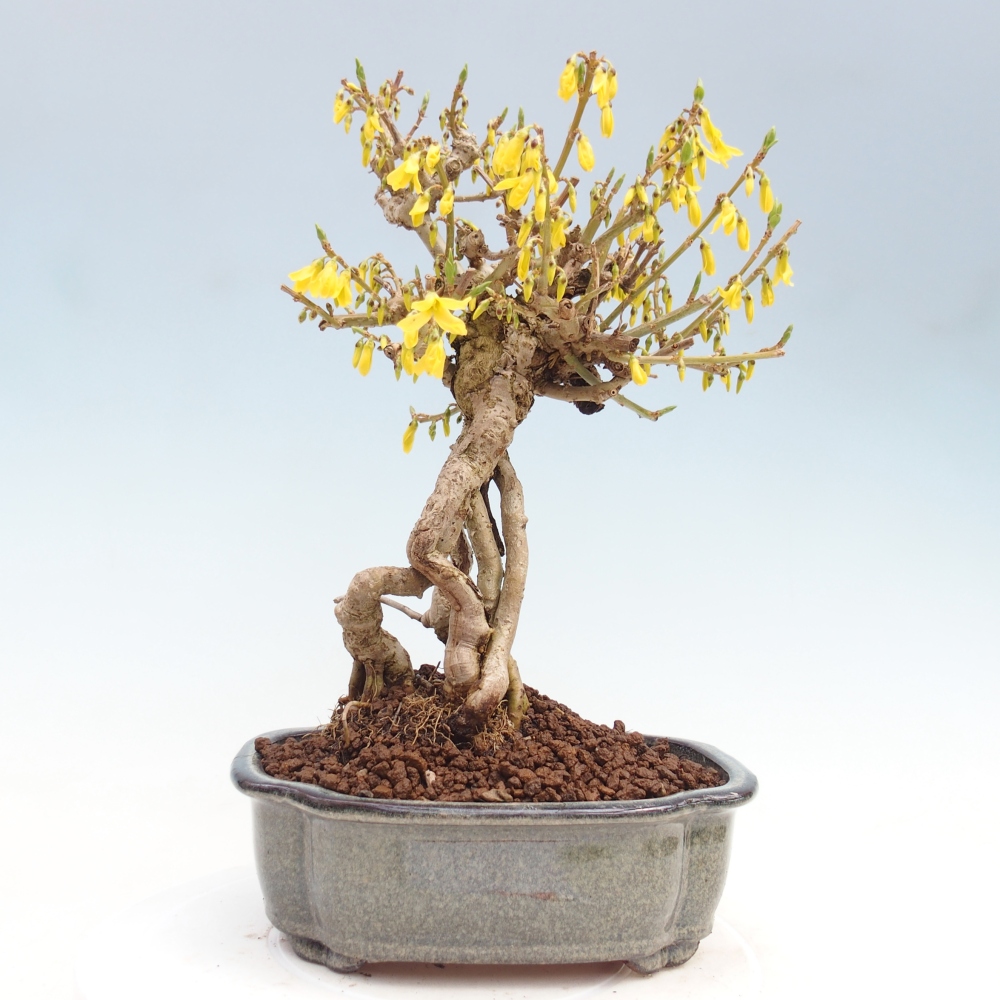 Venkovní bonsai - Zlatice - Forsythia koreana