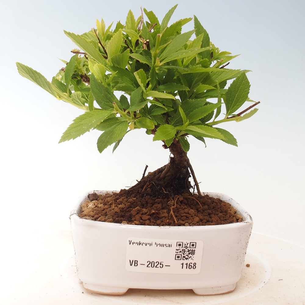 Venkovní bonsai -malolistý tavolník - Spirea japonica GENPSI