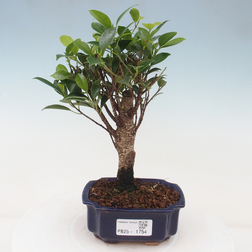 Pokojová bonsai Ficus retusa kimmen
