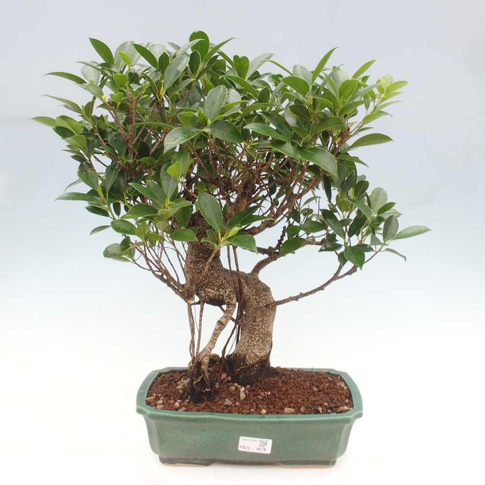 Pokojová bonsai - Ficus kimmen -  malolistý fíkus