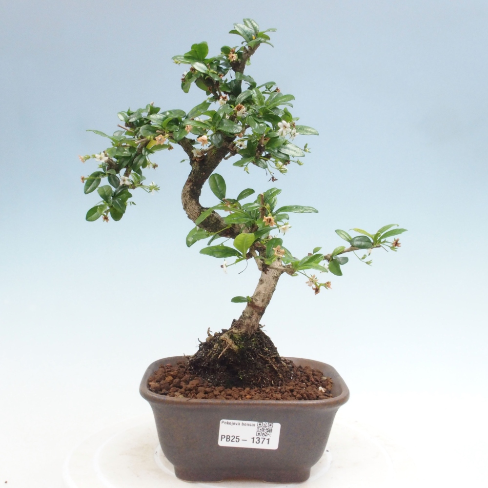 Pokojová bonsai - Carmona macrophylla - Čaj fuki