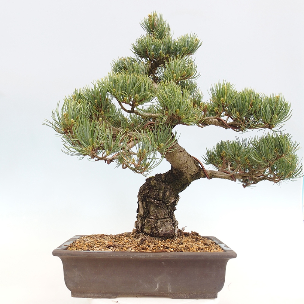 Venkovní bonsai - Pinus parviflora - Borovice drobnokvětá