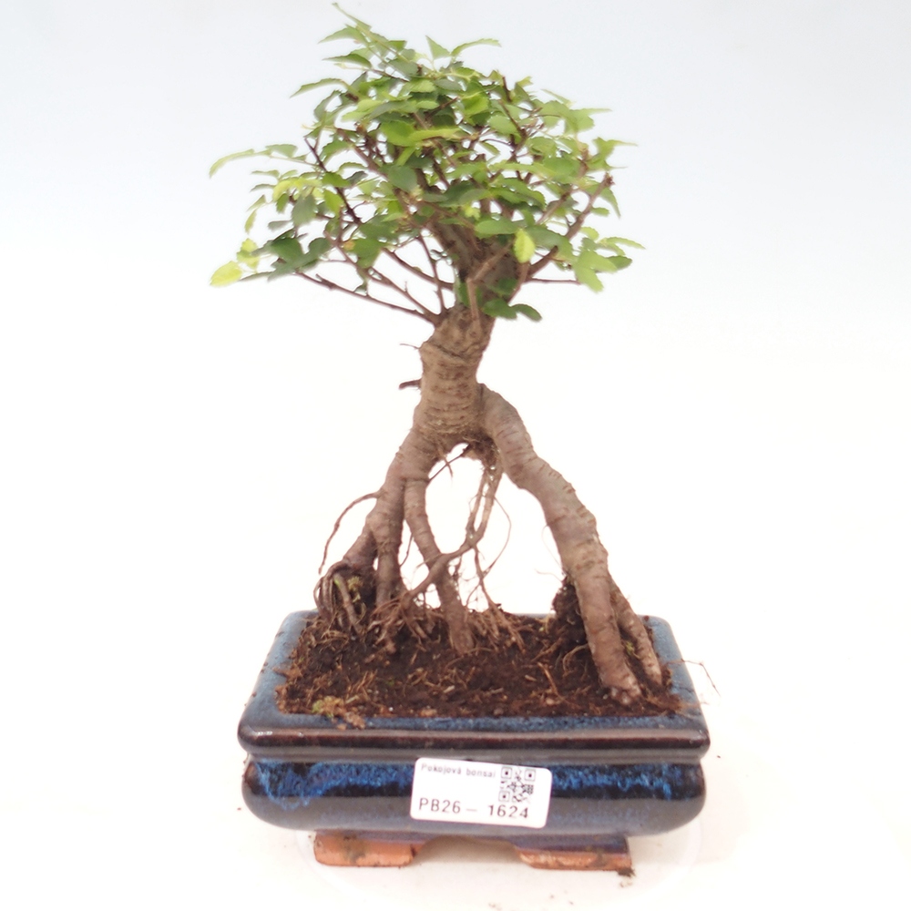 Pokojová bonsai - Ulmus parvifolia - Malolistý jilm