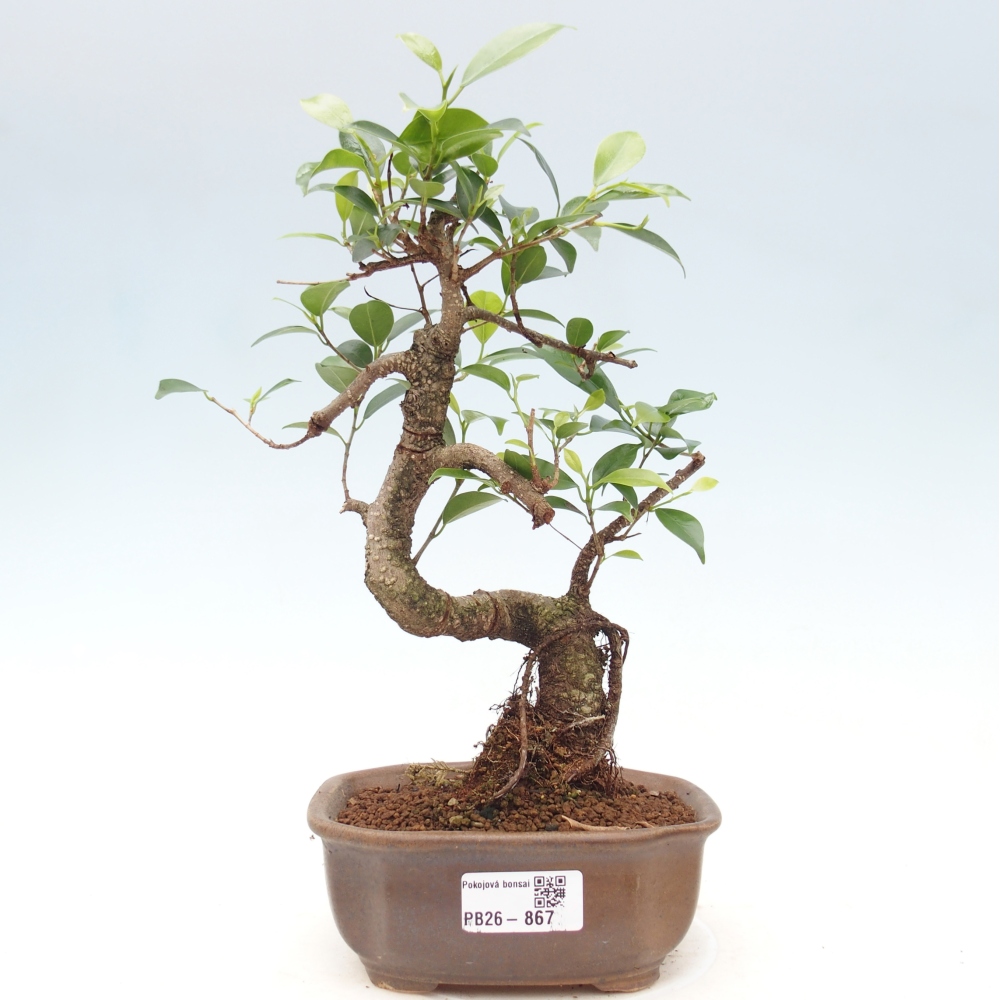 Pokojová bonsai - Ficus retusa -  malolistý fíkus