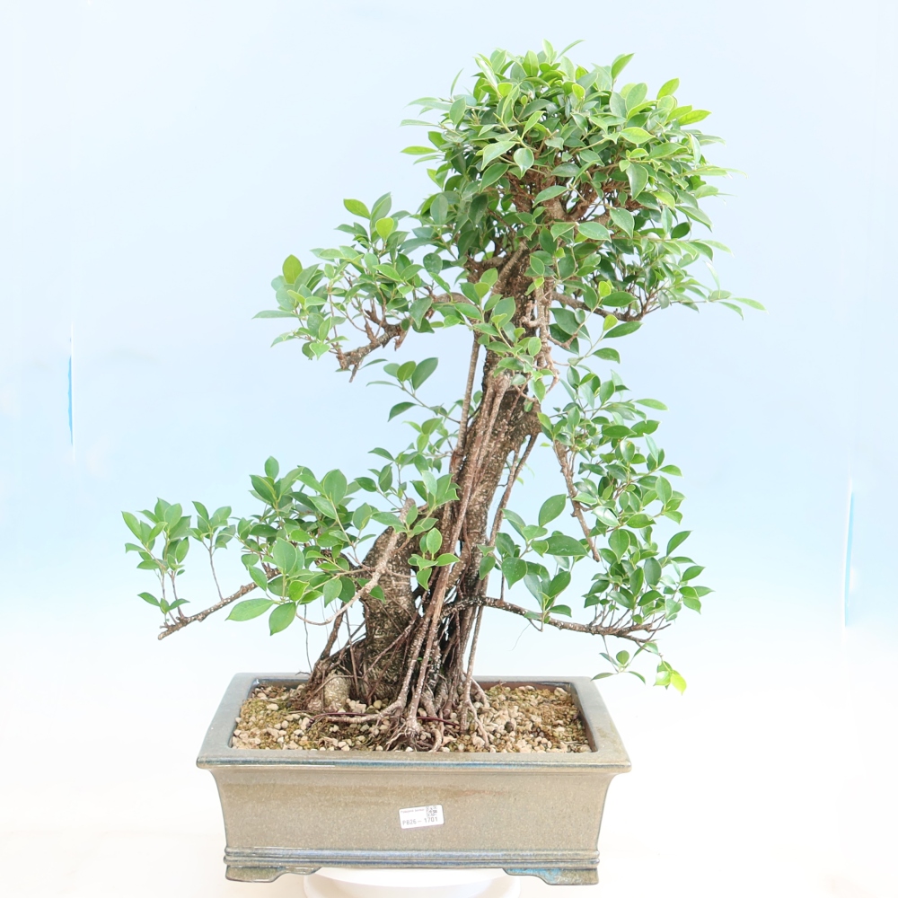 Pokojová bonsai - Ficus kimmen -  malolistý fíkus