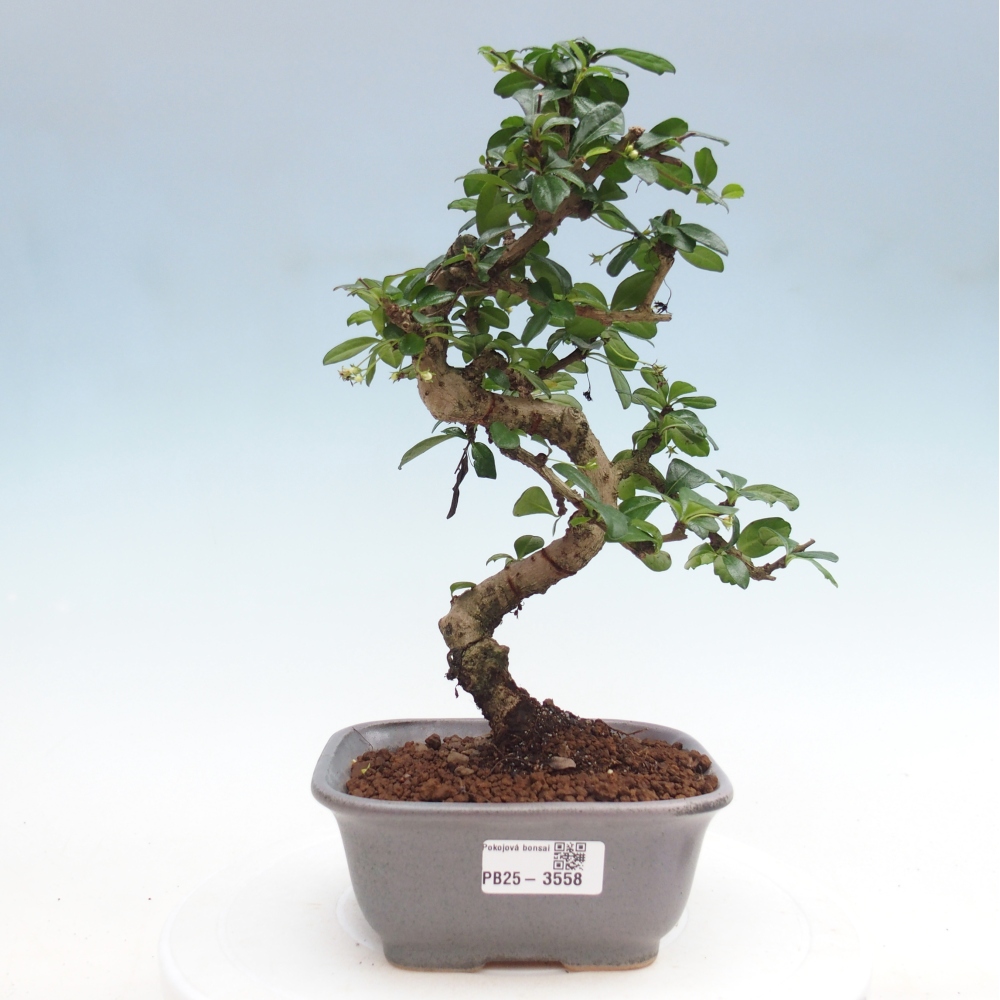 Pokojová bonsai - Carmona macrophylla - Čaj fuki