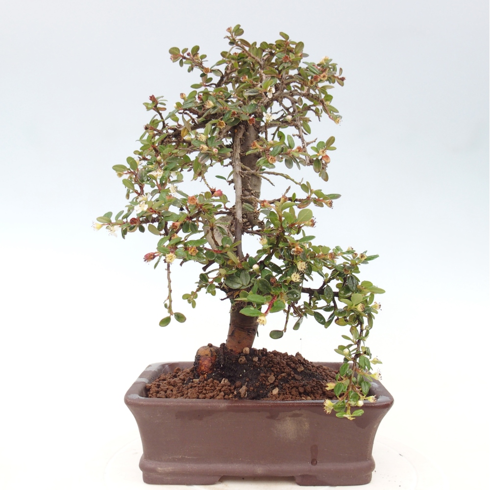 Venkovní bonsai-Cotoneaster dammeri - Skalník Damerův