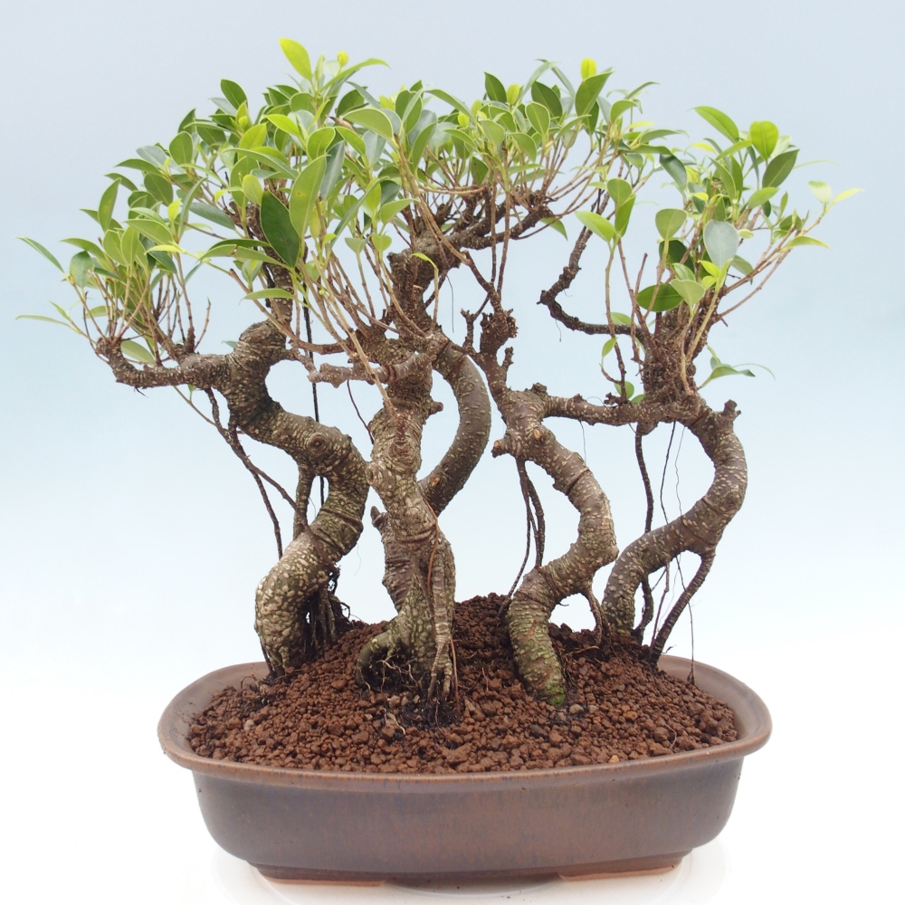 Pokojová bonsai - Ficus kimmen -  malolistý fíkus