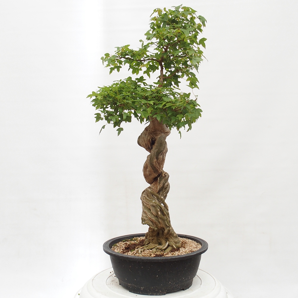 Venkovní bonsai - Acer Buergerianum - Javor Burgerův