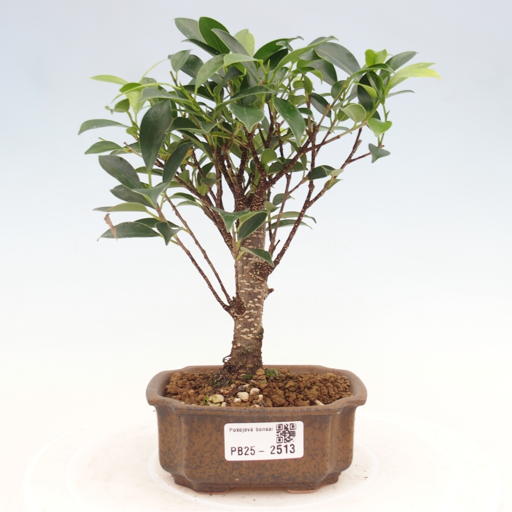 Pokojová bonsai Ficus retusa kimmen