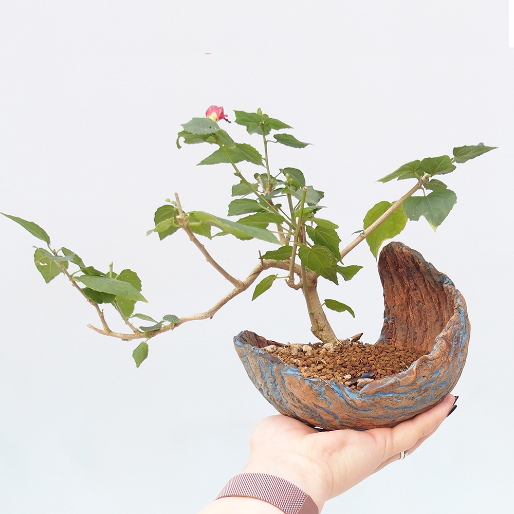 Pokojová bonsai - Malvaviscus arboreus - ibiškovec dřevnatý