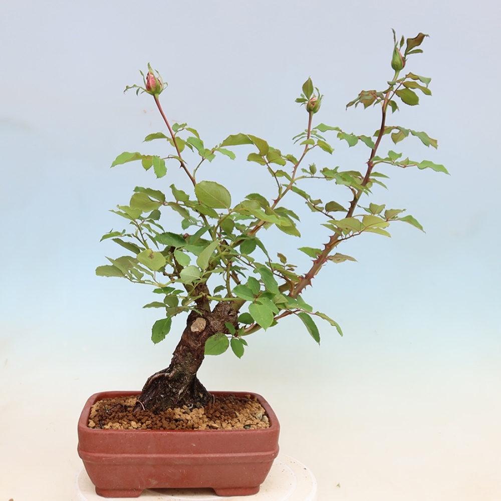 Venkovní bonsai - Rosa Kordes -  růže