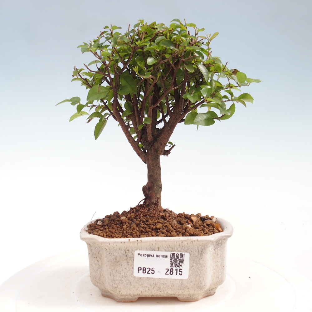 Pokojová bonsai - Sagerécie thea - Sagerécie thea