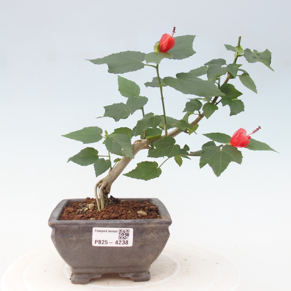 Pokojová bonsai - Malvaviscus arboreus - ibiškovec dřevnatý