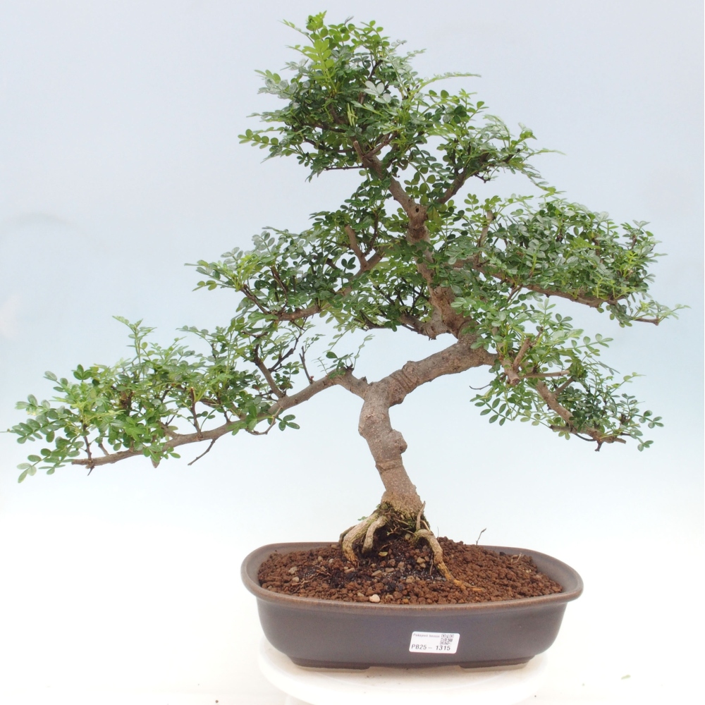 Pokojová bonsai - Zantoxylum piperitum - pepřovník