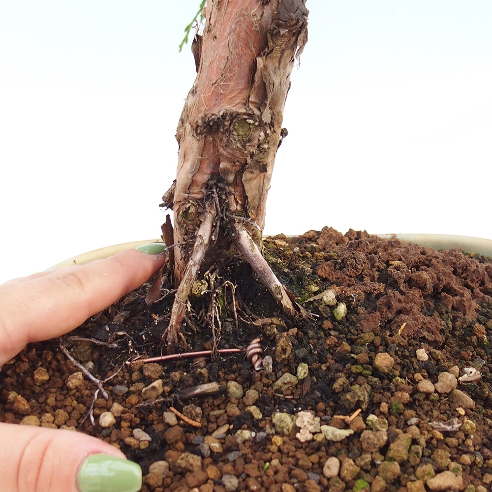Venkovní bonsai - Juniperus chinensis Kishu -Jalovec čínský
