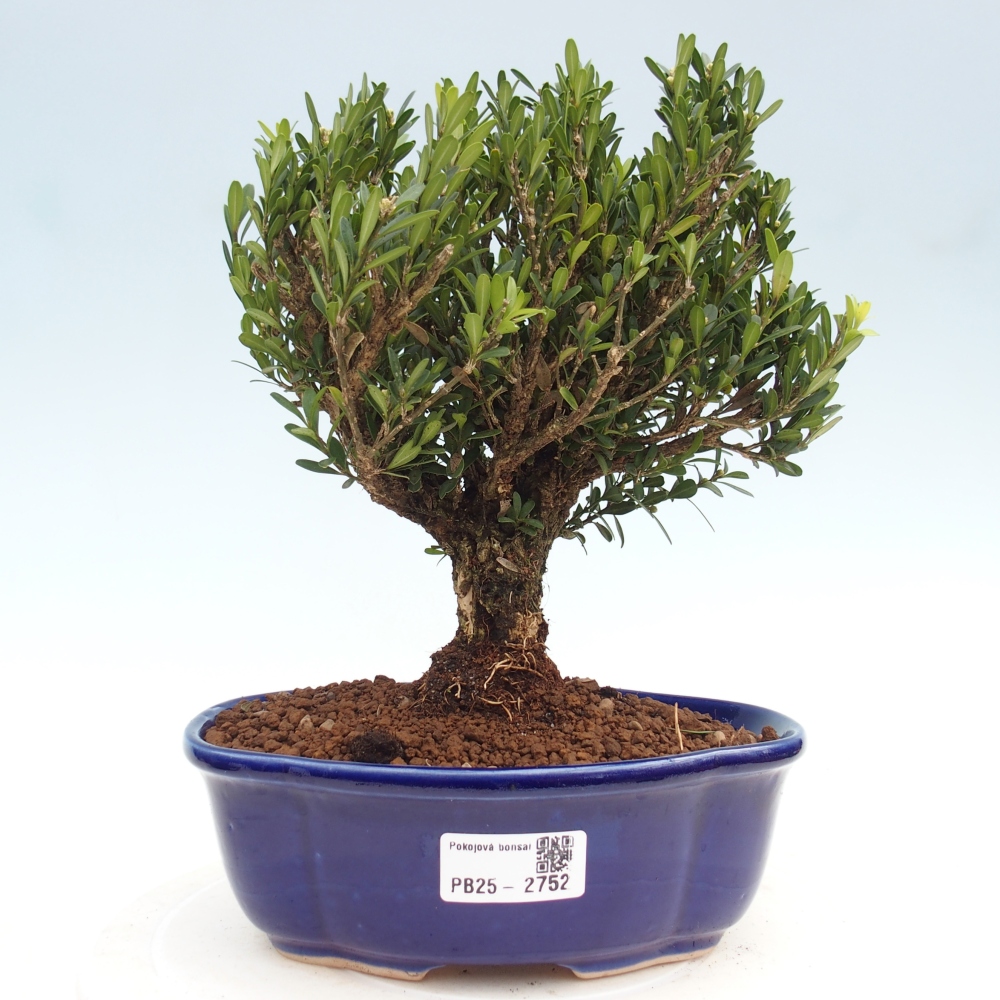 Pokojová bonsai - Buxus harlandii - korkový buxus