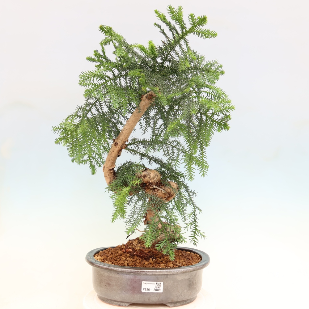Pokojová bonsai - Araukarie - pokojový smrček
