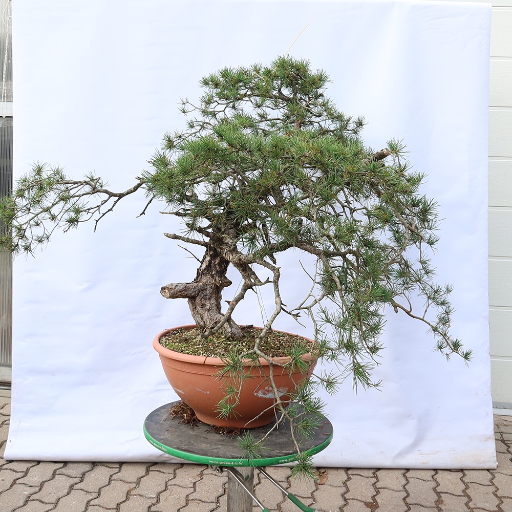 Pinus sylvestris Španělsko - borovice lesní