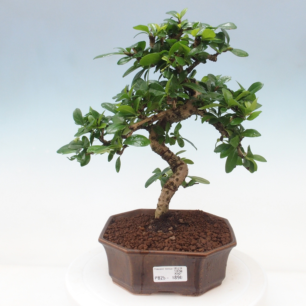 Pokojová bonsai - Carmona macrophylla - Čaj fuki