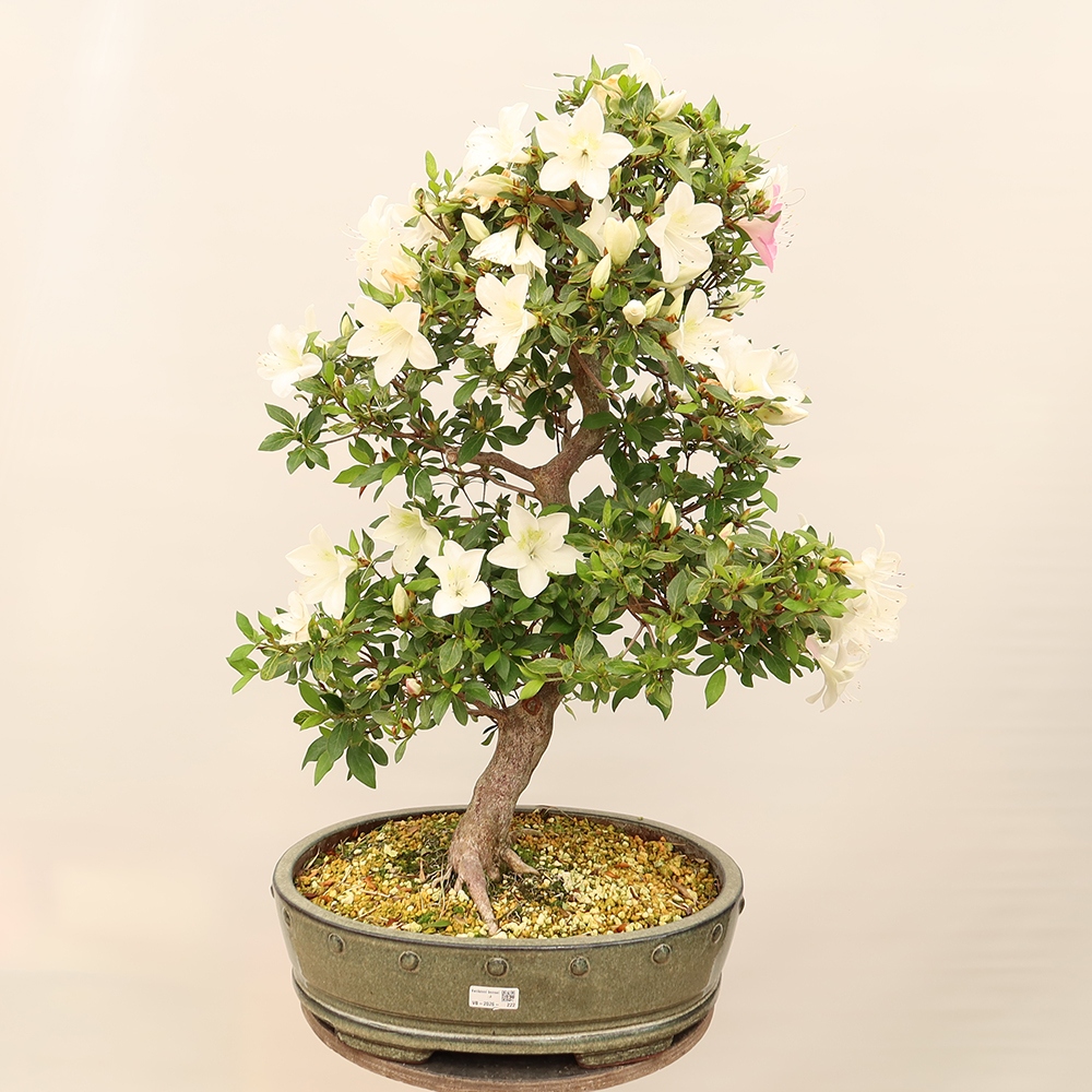 Venkovní bonsai - Japonská azalka - Azalea Ruka