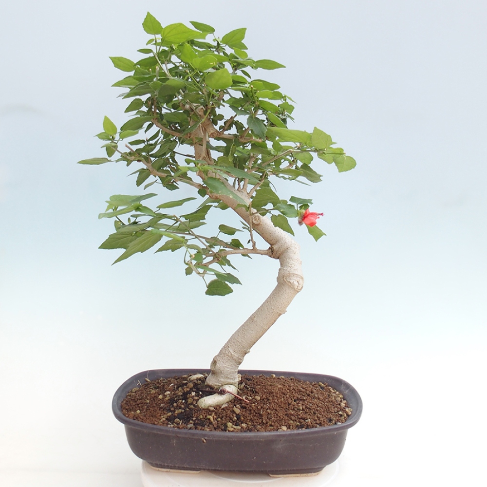 Pokojová bonsai - Malvaviscus arboreus - ibiškovec dřevnatý