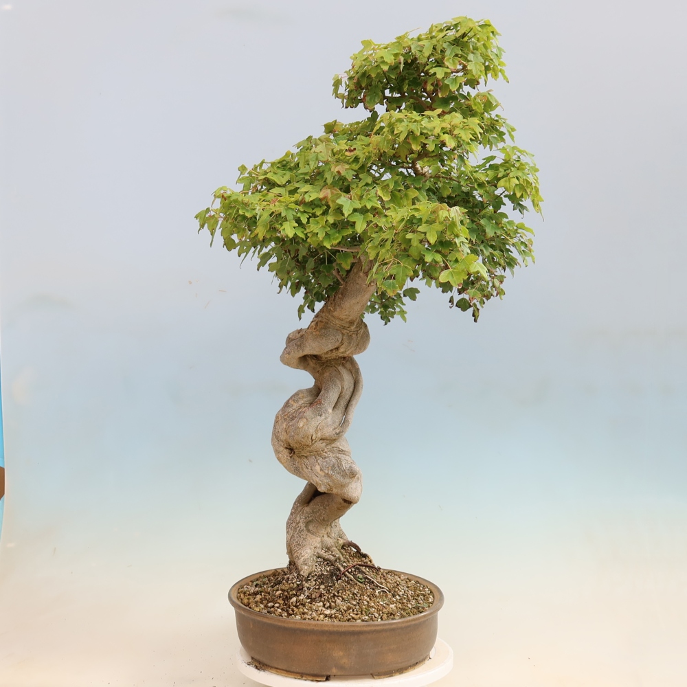 Venkovní bonsai - Acer Buergerianum - Javor Burgerův