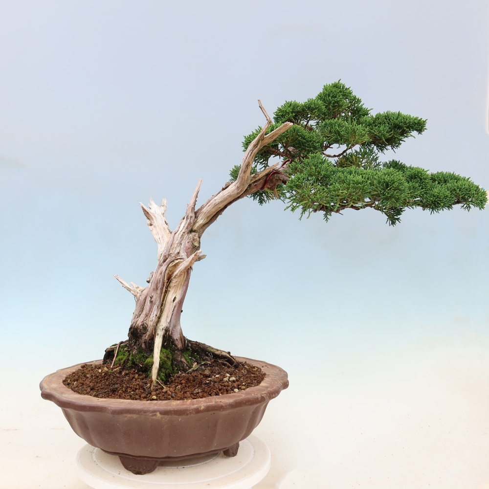 Venkovní bonsai - Juniperus chinensis Kishu -Jalovec čínský