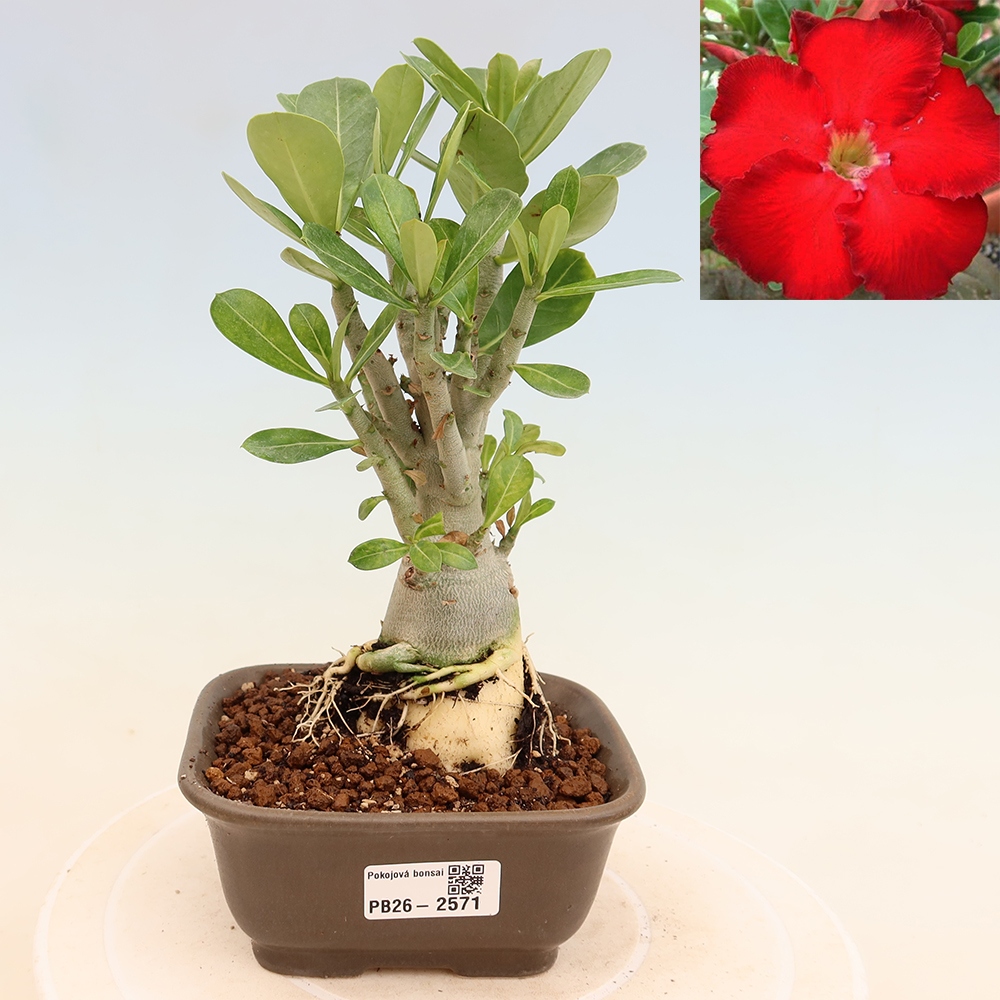 Pokojová bonsai - Adenium obesum Red Star - Pouštní růže