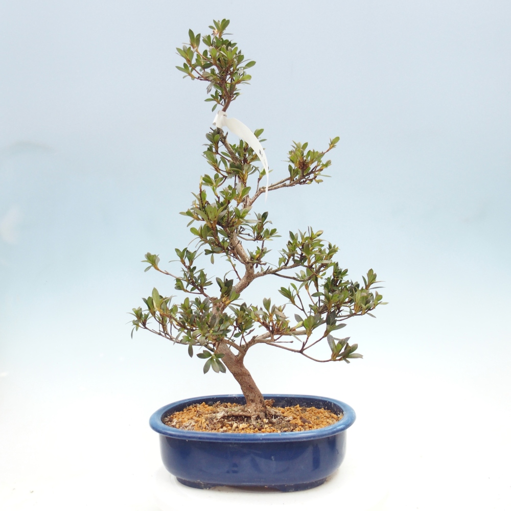Venkovní bonsai - Japonská azalka - Azalea Yoko