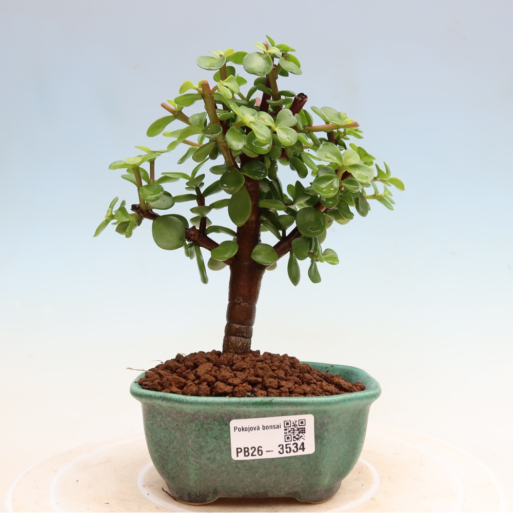 Pokojová bonsai - Portulakaria Afra - Tlustice