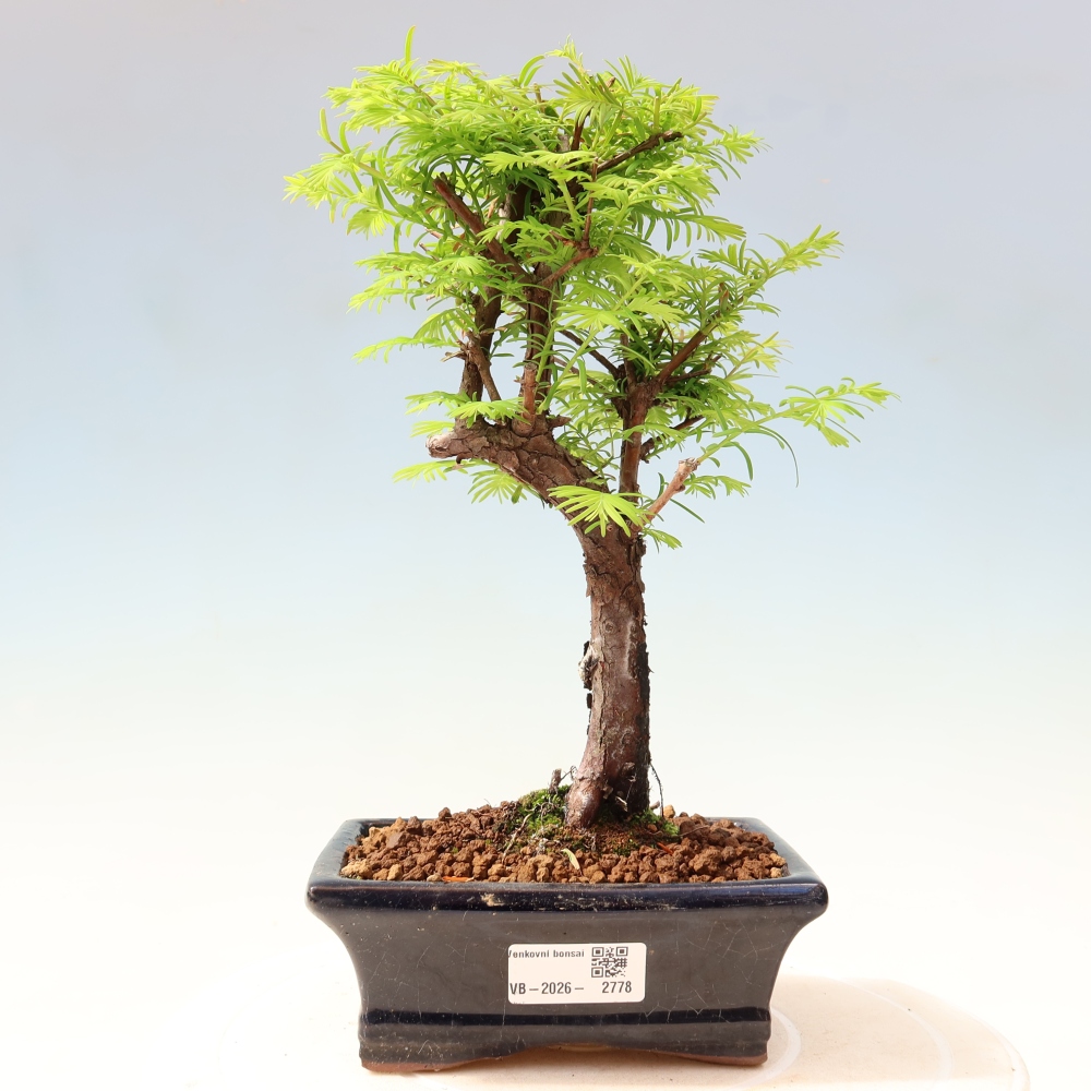 Venkovní bonsai - Metasequoia glyptostroboides - Metasekvoje čínská