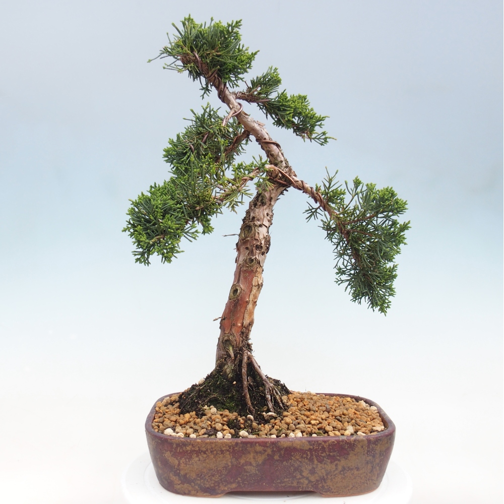 Venkovní bonsai - Juniperus chinensis Kishu -Jalovec čínský