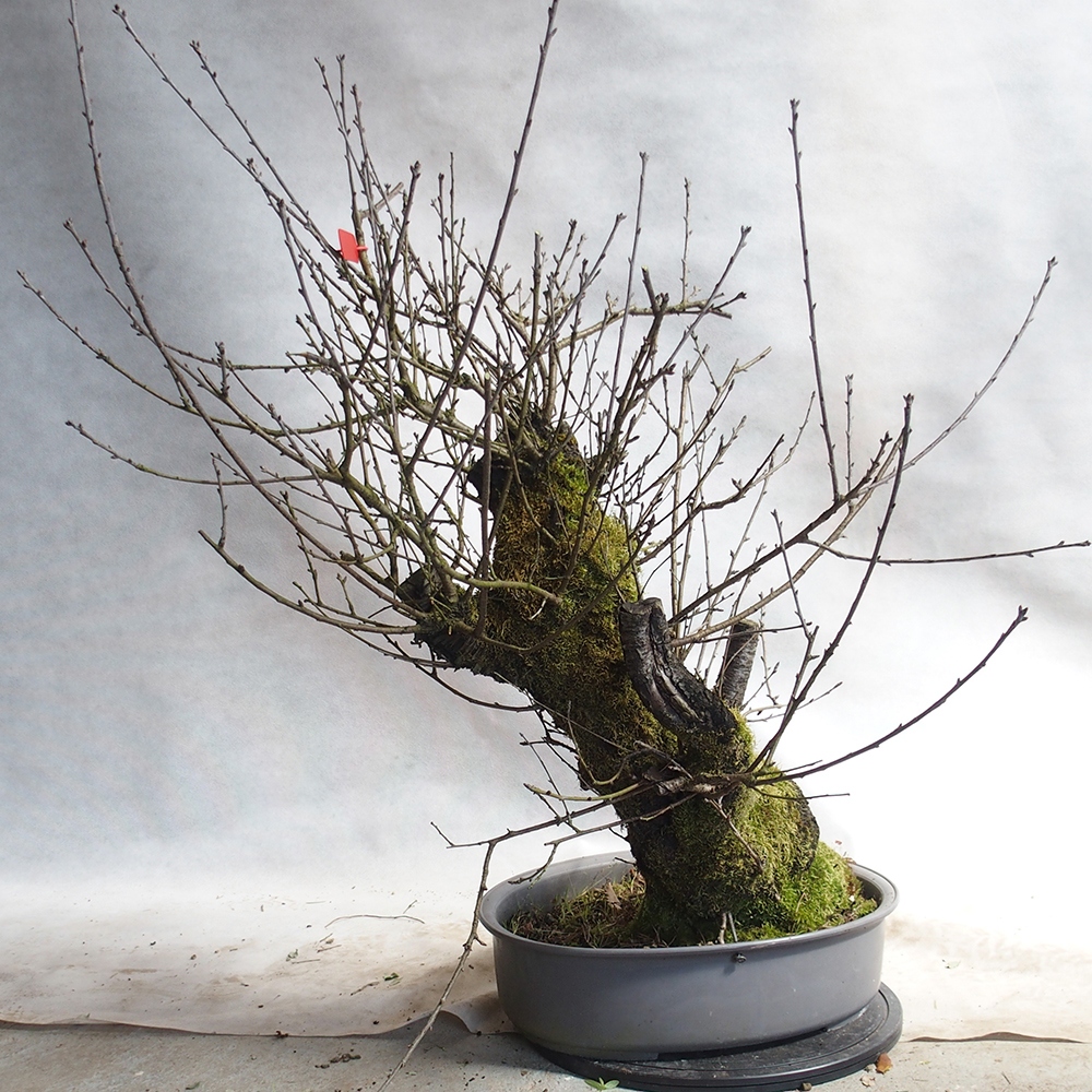 Venkovní bonsai -Mahalebka - Prunus mahaleb