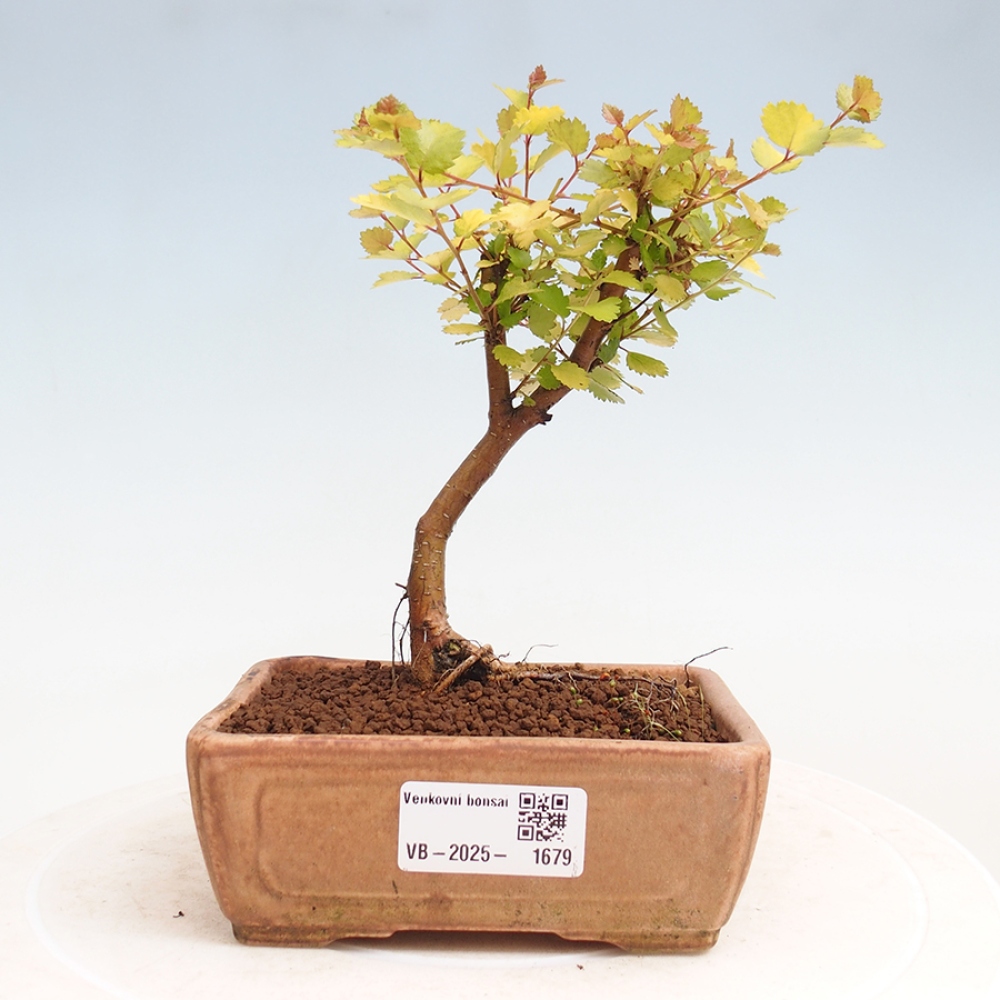 Venkovní bonsai - bříza trpasličí - Betula NANA Treasure