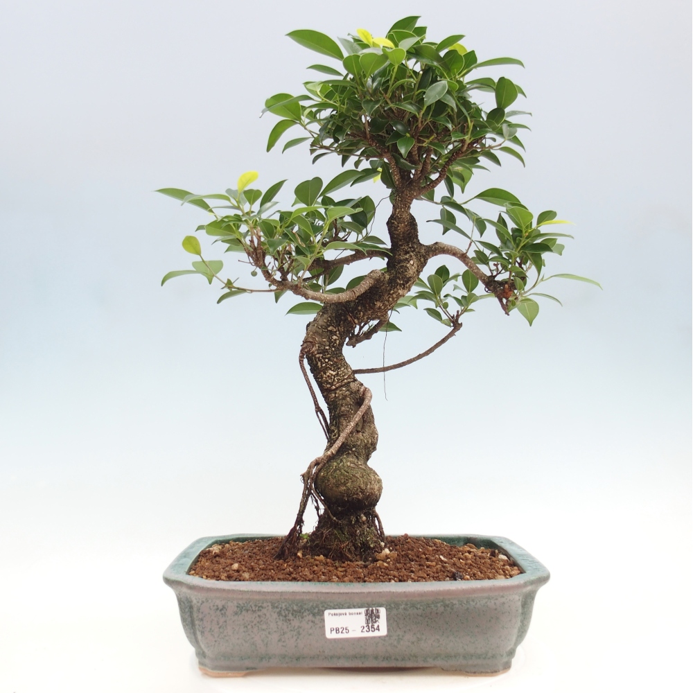 Pokojová bonsai - Ficus kimmen -  malolistý fíkus