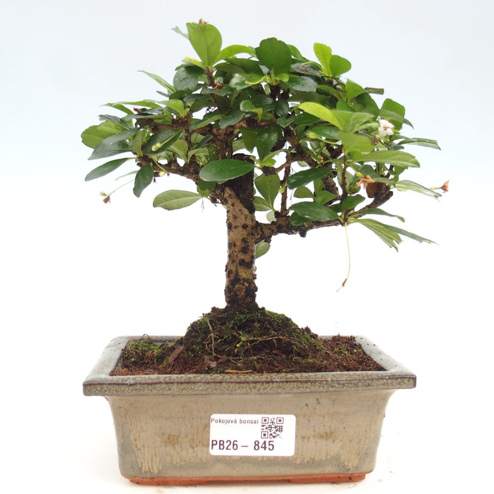 Pokojová bonsai - Carmona macrophylla - Čaj fuki