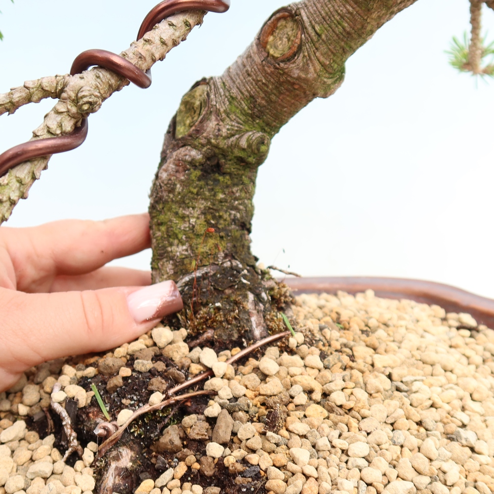 Venkovní bonsai - Pinus mugo Humpy  - Borovice kleč