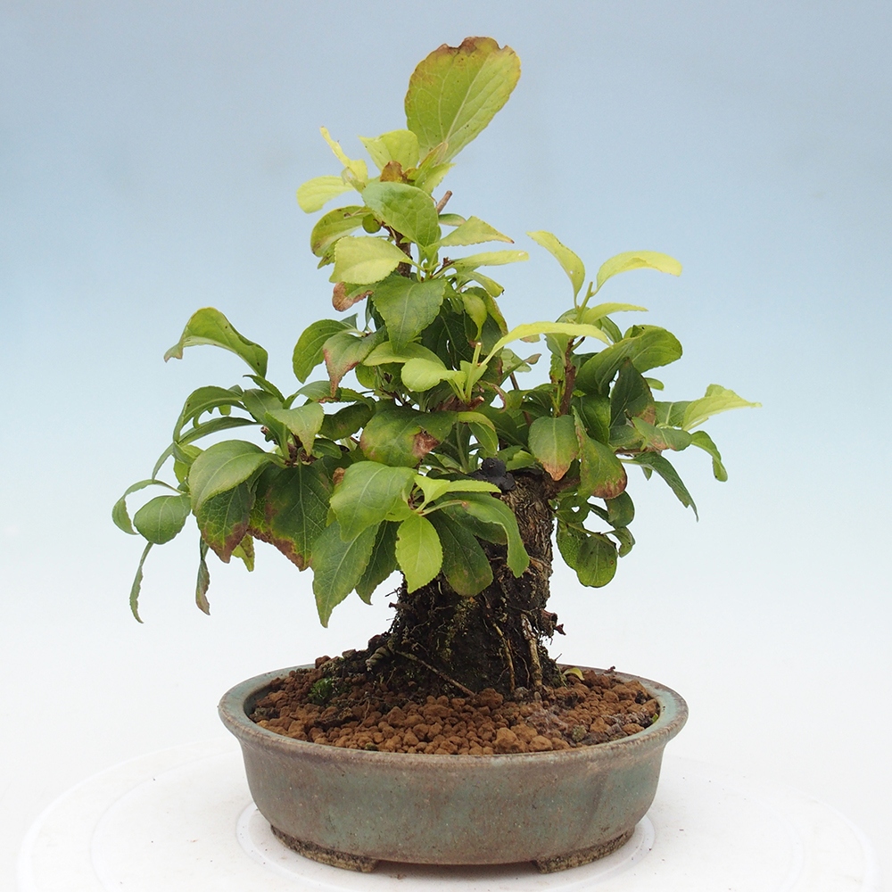 Venkovní bonsai - Celastrus  orbiculatus - Jesenec okrouhlolistý