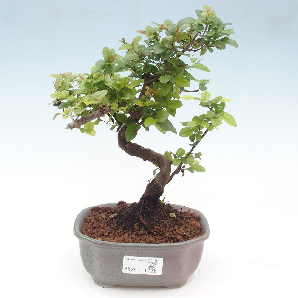 Pokojová bonsai - Sagerécie thea - Sagerécie thea